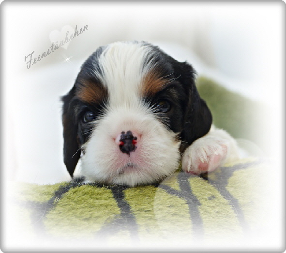 Hopes Welpen 1 rand HP klein
