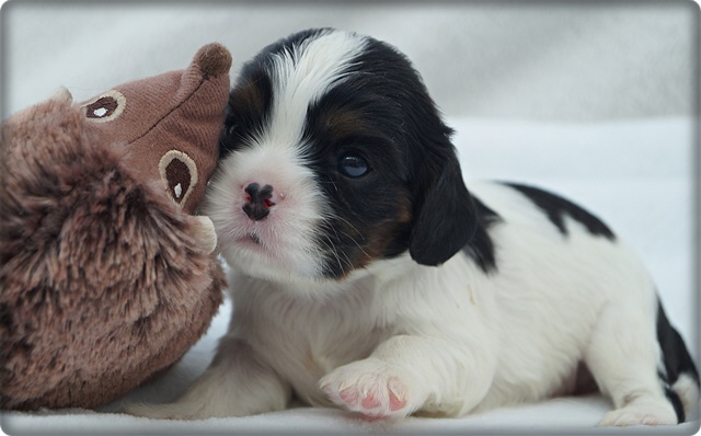 Hopes Welpen FB liegend igel klein HP