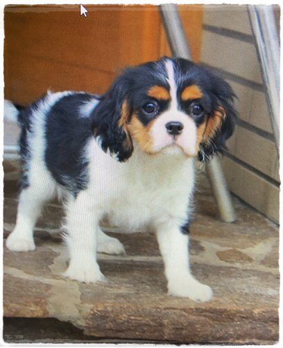 zsa zsa HP